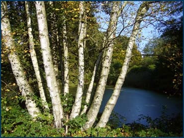 Birke