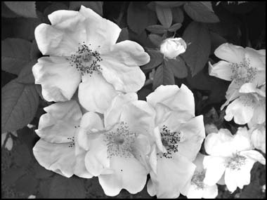 Heilige Rose