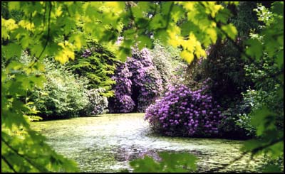 Rhododendron